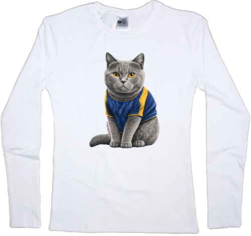 british shorthair gut 4