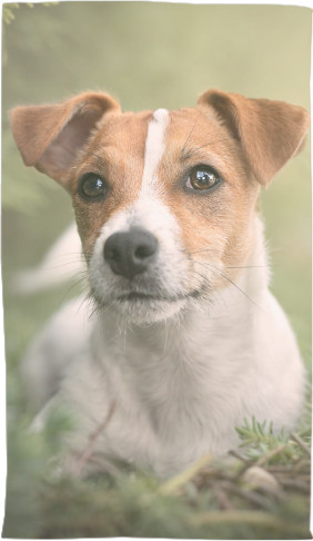 Jack Russell terrier