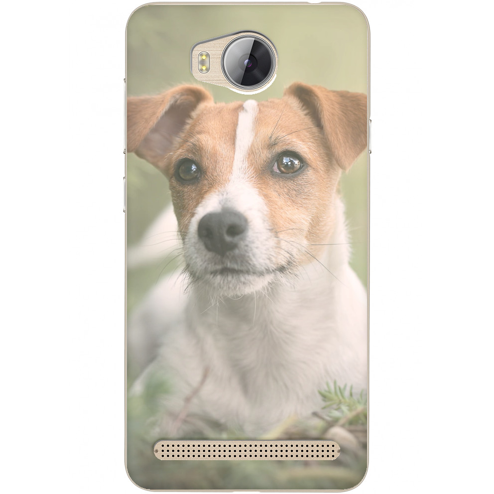 Jack Russell terrier