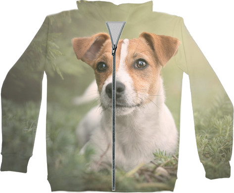 Jack Russell terrier