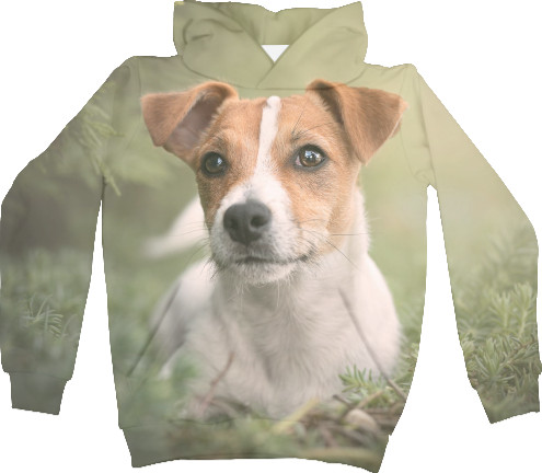 Jack Russell terrier