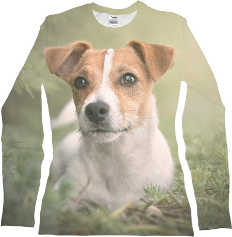 Jack Russell terrier