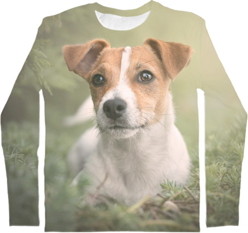 Jack Russell terrier