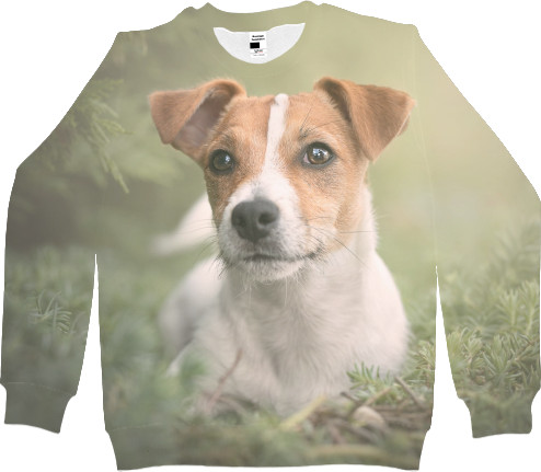 Jack Russell terrier