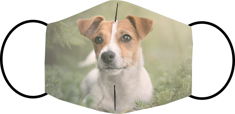 Jack Russell terrier