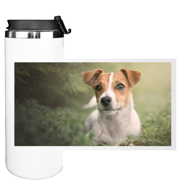 Jack Russell terrier