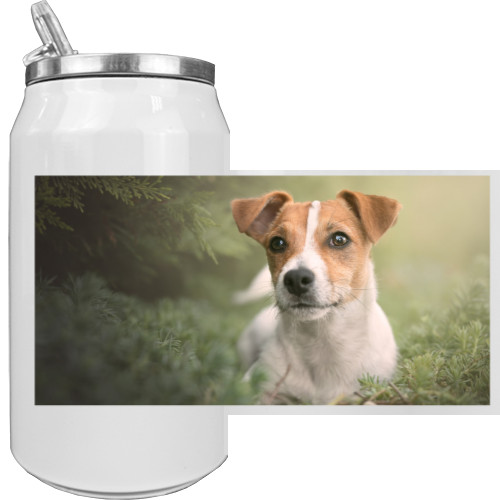 Jack Russell terrier