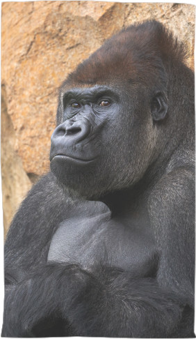 Gorilla