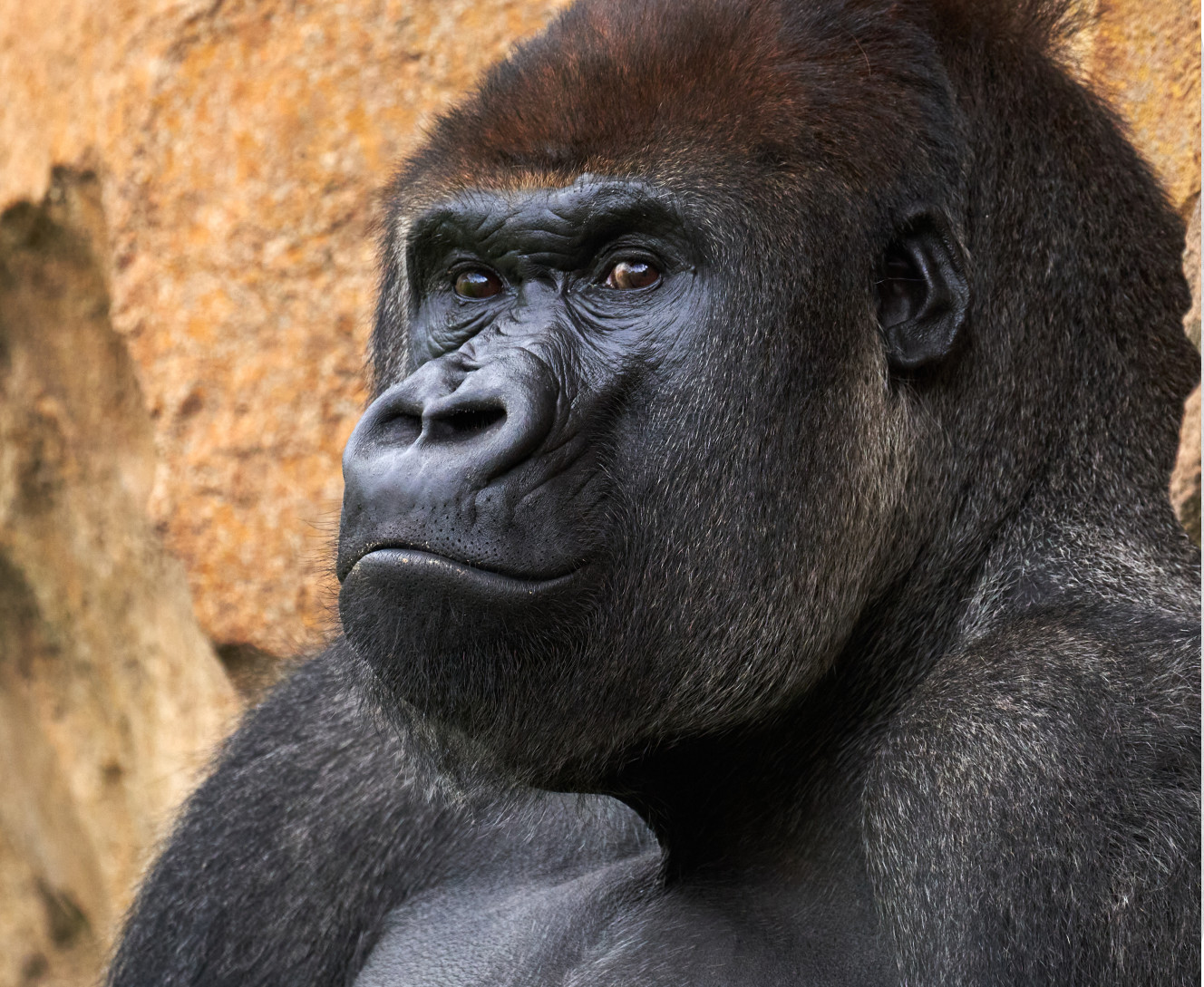 Gorilla